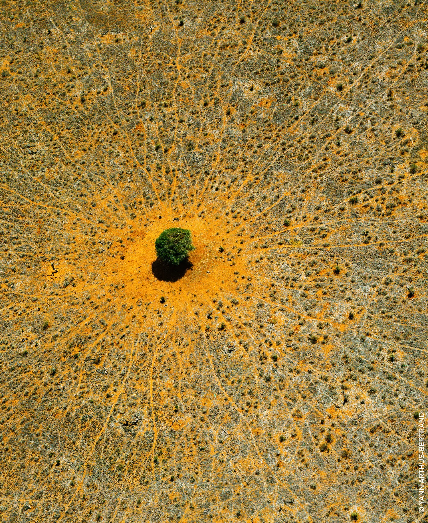 Aqua Allegoria Mandarine Basilic Eau de Toilette Refill, 6.7 oz. - No Color - 2.50 oz