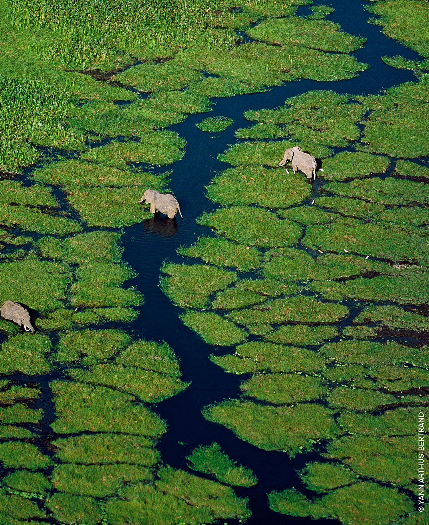 Aqua Allegoria Orange Soleia Eau de Toilette Refill, 6.7 oz. - No Color - Refill